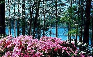 Picture of azaleas